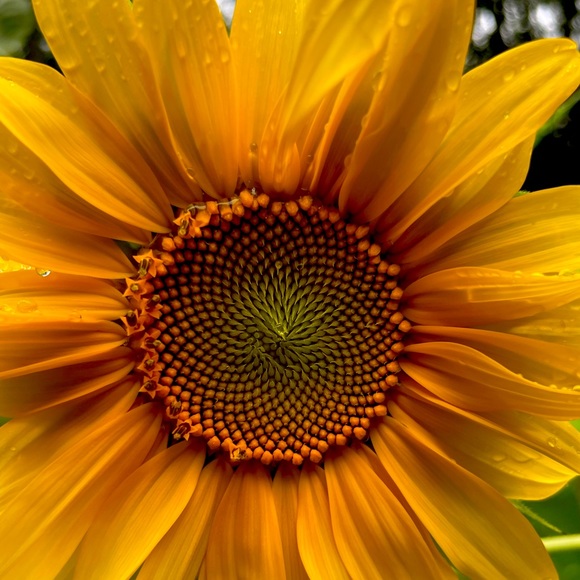 Meet your Posher, Amanda - Picture 1 of 1